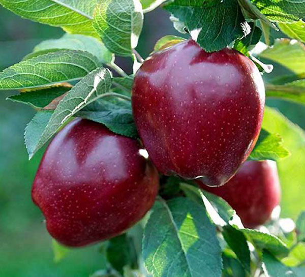 jabuka red čif