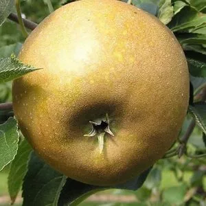 jabuka kožara