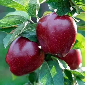 jabuka red čif