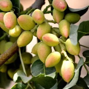 sadnice pistaća