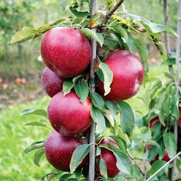 stubasta jabuka